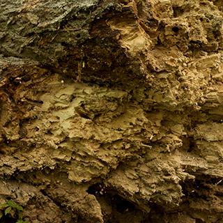 Photo Textures of Wood Decayed